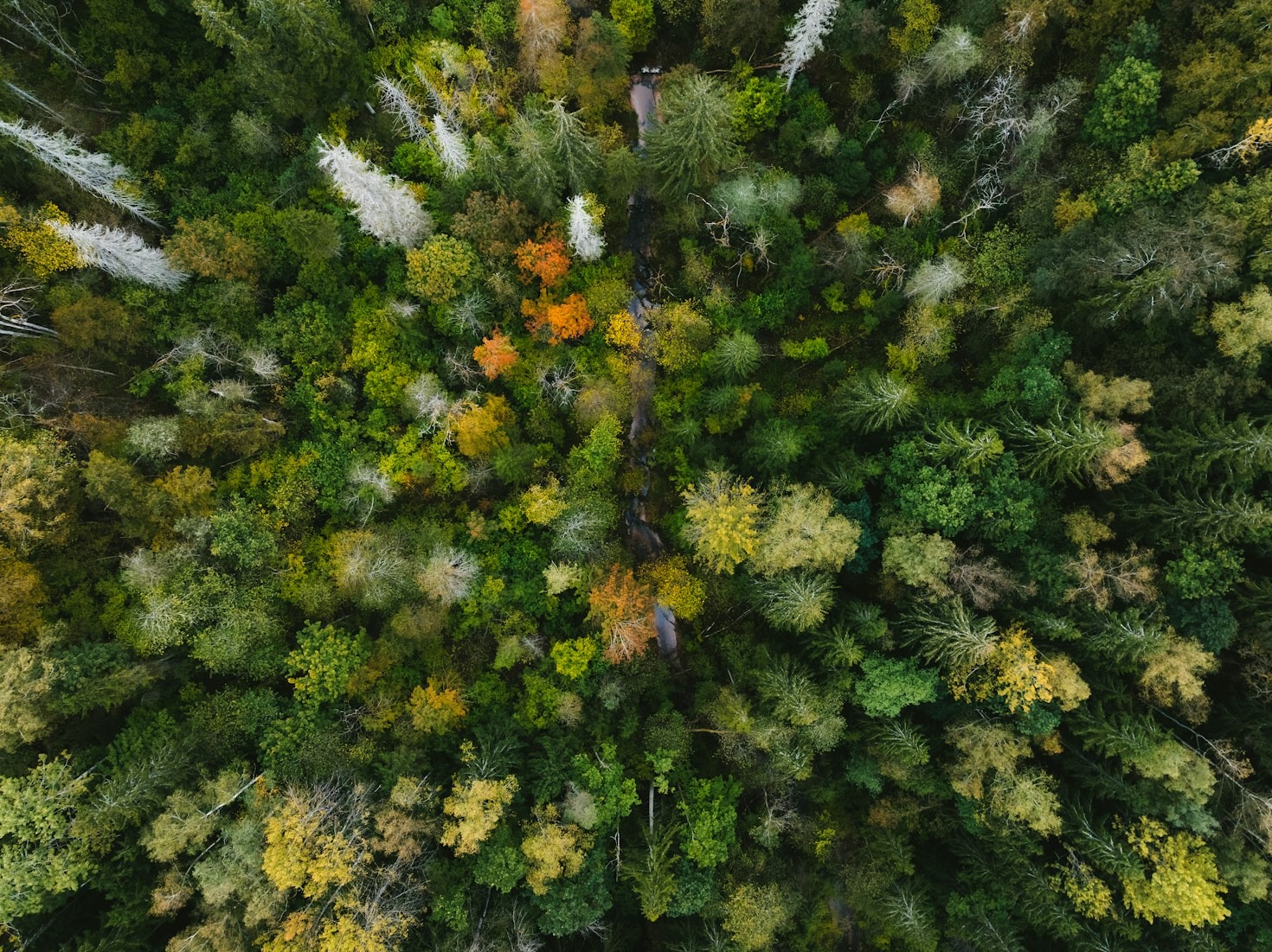 Top Five Hiking Trails Near Karlsruhe